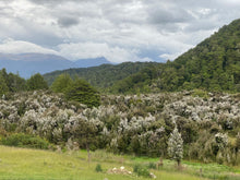 Load image into Gallery viewer, 883A60A2-D2E7-4051-980B-3ECB5FB9029E